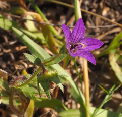 Campanula stellaris