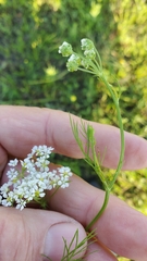 Bifora americana