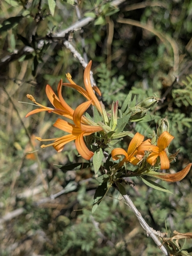 Anisacanthus thurberi, photograph 6