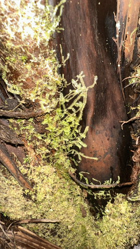Lophocolea hawaica observed 2026-05-29