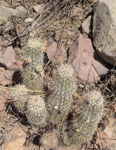 Echinocereus bonkerae