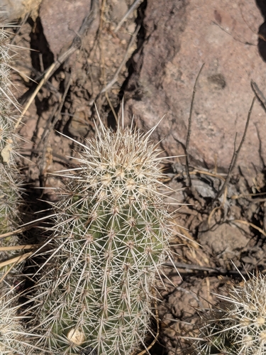 Echinocereus bonkerae
