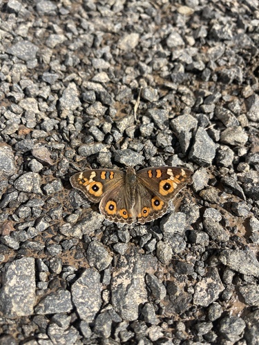 Meadow Argus