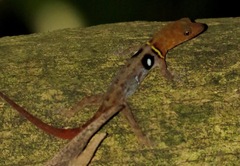 Gonatodes ocellatus
