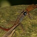 Eyespot Gecko - Photo (c) Paul Prior, some rights reserved (CC BY), uploaded by Paul Prior