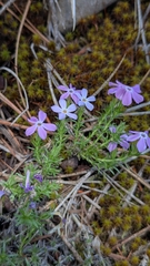 Phlox caespitosa, photograph author not stated, no rights reserved