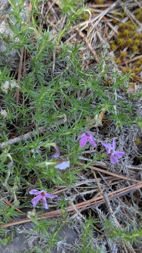 Phlox caespitosa, photograph 4