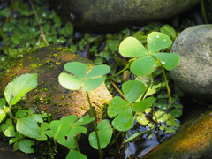 Marsilea minuta