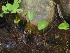 Marsilea minuta