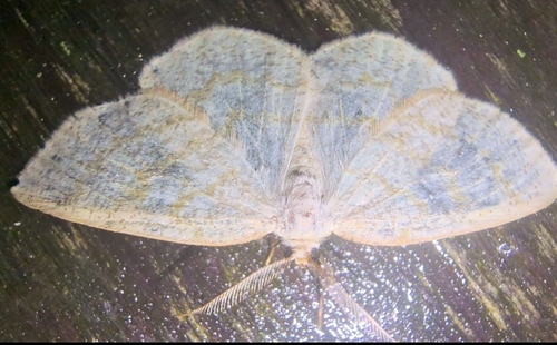 Northern Wave Moth