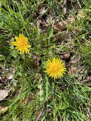 Taraxacum