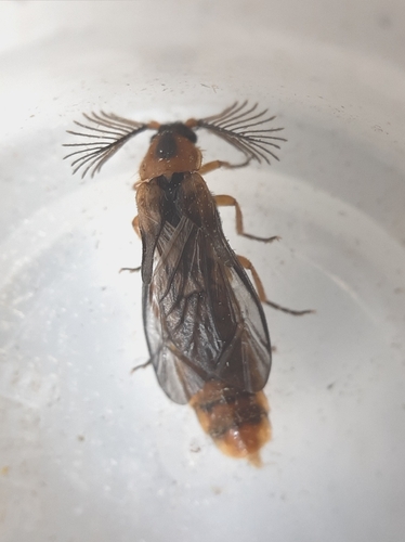 Phengodes fusciceps picicollis