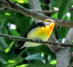 Ficedula