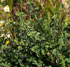 Clinopodium insulare