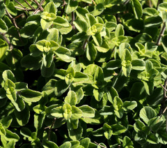 Clinopodium insulare