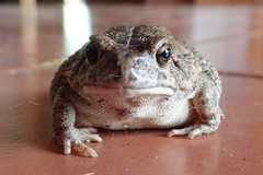 Sclerophrys pusilla