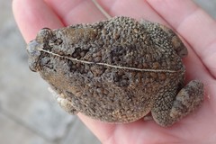 Sclerophrys pusilla