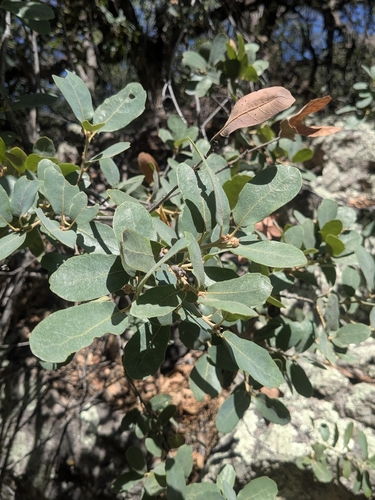 Quercus oblongifolia, photograph 5