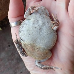 Sclerophrys pusilla