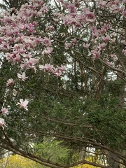 Magnoliales