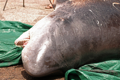 Pygmy Sperm Whale photo 4
