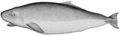 Pygmy Sperm Whale photo 3