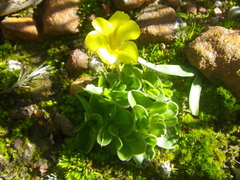 Moraea galaxia