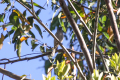 Bolemoreus hindwoodi