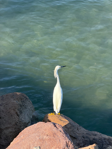 Snowy Egret