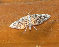 Lygropia rivulalis