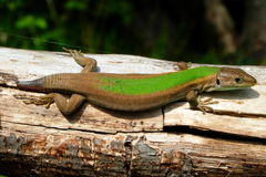 Podarcis melisellensis