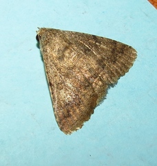 Pandesma robusta