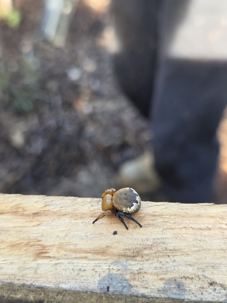 Fat-legged Paraplectanoides