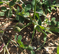 Medicago turbinata