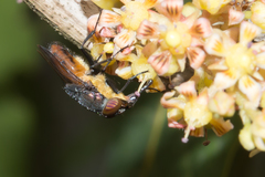 Stomorhina xanthogaster