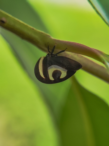 Black-and-white Treehopper