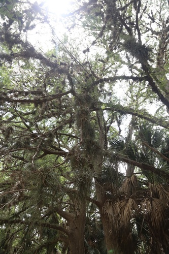 Tillandsia baileyi, photograph 1
