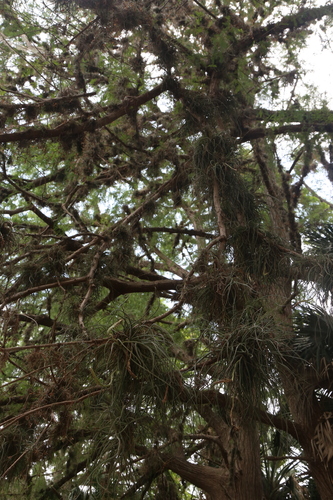 Tillandsia baileyi, photograph 3