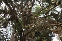 Tillandsia baileyi
