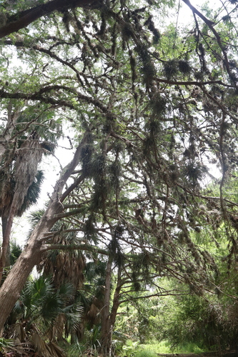 Tillandsia baileyi, photograph 2