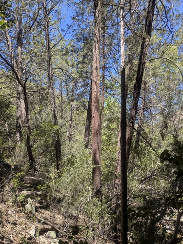 Smooth Arizona cypress (Hesperocyparis glabra)