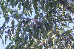 Bolemoreus hindwoodi
