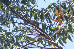 Bolemoreus hindwoodi