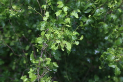 (c) Reid Hardin, some rights reserved (CC BY) Amyris texana, photograph (c) Reid Hardin, some rights reserved (CC BY)