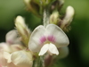 Perennial Soybean - Photo no rights reserved, uploaded by 葉子