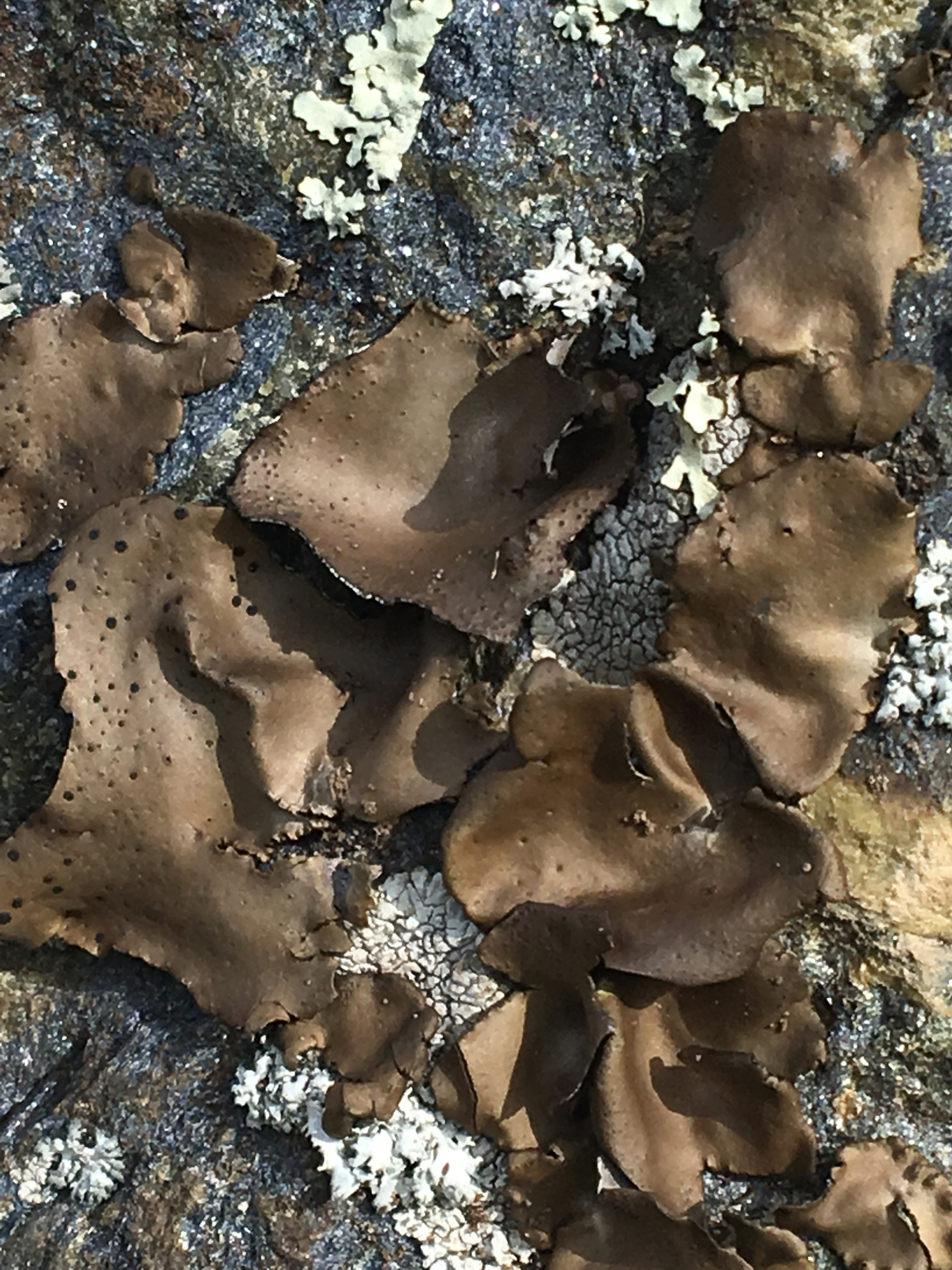 Umbilicariaceae image
