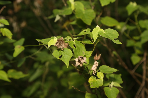 Whiteleaf Indian mallow (Abutilon hypoleucum)