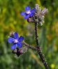 Striped Alkanet - Photo (c) Ron Frumkin, some rights reserved (CC BY-NC), uploaded by Ron Frumkin