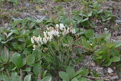 Oxytropis sordida