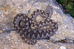 Vipera ammodytes